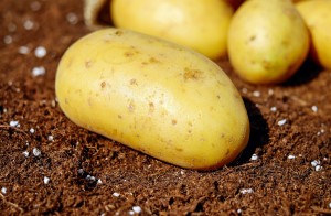 potatoes-1585057_1280