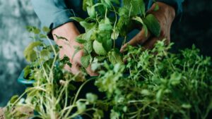 herbes aromatiques